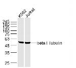 beta 1 Tubulin Antibody in Western Blot (WB)