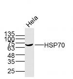 HSP70 Antibody in Western Blot (WB)