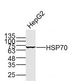 HSP70 Antibody in Western Blot (WB)