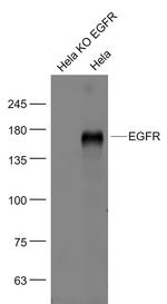 EGFR Antibody in Western Blot (WB)
