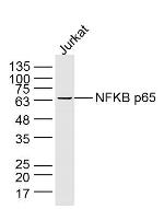 NFKB p65 Antibody in Western Blot (WB)