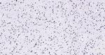 Histone H3 (tri methyl K79) Antibody in Immunohistochemistry (Paraffin) (IHC (P))