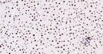 Histone H3 (tri methyl K79) Antibody in Immunohistochemistry (Paraffin) (IHC (P))