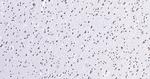 Histone H3 (di methyl K27) Antibody in Immunohistochemistry (Paraffin) (IHC (P))