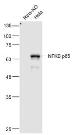 NFKB p65 Antibody in Western Blot (WB)