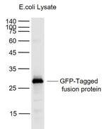 GFP-Tag Antibody in Western Blot (WB)