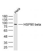 HSP90 beta Antibody in Western Blot (WB)