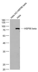 HSP90 beta Antibody in Western Blot (WB)