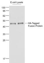 HA-Tag Antibody in Western Blot (WB)