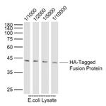 HA-Tag Antibody in Western Blot (WB)