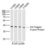 HA-Tag Antibody in Western Blot (WB)