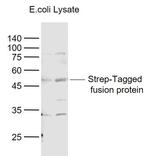 Strep-Tag II Antibody in Western Blot (WB)