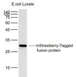 mStrawberry-Tag Antibody in Western Blot (WB)