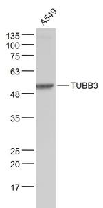 TUBB3 Antibody in Western Blot (WB)