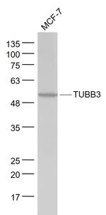 TUBB3 Antibody in Western Blot (WB)
