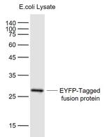 EYFP-Tag Antibody in Western Blot (WB)
