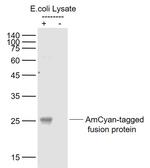 AmCyan-Tag Antibody in Western Blot (WB)