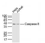Caspase 8 Antibody in Western Blot (WB)