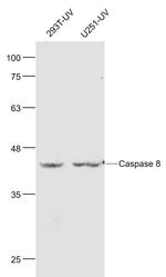 Caspase 8 Antibody in Western Blot (WB)