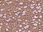 GAP43 Antibody in Immunohistochemistry (Paraffin) (IHC (P))