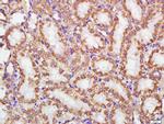 Cytochrome C Antibody in Immunohistochemistry (Paraffin) (IHC (P))