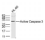 Caspase 3 Antibody in Western Blot (WB)