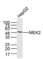 MEK2 Antibody in Western Blot (WB)