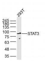 STAT3 Antibody in Western Blot (WB)
