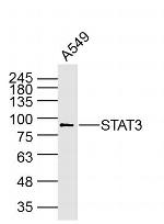 STAT3 Antibody in Western Blot (WB)