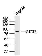 STAT3 Antibody in Western Blot (WB)