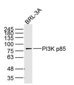 PI3K p85 Antibody in Western Blot (WB)