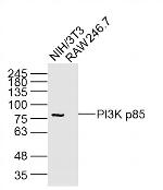 PI3K p85 Antibody in Western Blot (WB)