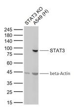 STAT3 Antibody in Western Blot (WB)
