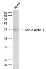 AMPK alpha-1 Antibody in Western Blot (WB)