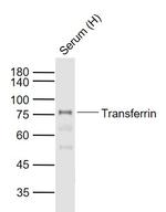 Transferrin Antibody in Western Blot (WB)