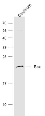 Bax Antibody in Western Blot (WB)