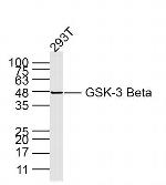 GSK3B Antibody in Western Blot (WB)