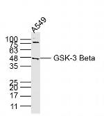 GSK3B Antibody in Western Blot (WB)