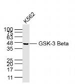 GSK3B Antibody in Western Blot (WB)