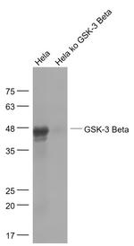 GSK3B Antibody in Western Blot (WB)
