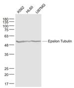 Epsilon Tubulin Antibody in Western Blot (WB)