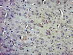 Beclin 1 Antibody in Immunohistochemistry (Paraffin) (IHC (P))