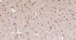ERK1/2 Antibody in Immunohistochemistry (Paraffin) (IHC (P))