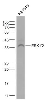 ERK1/2 Antibody in Western Blot (WB)