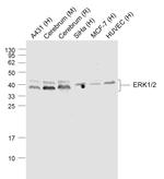 ERK1/2 Antibody in Western Blot (WB)