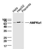 AMPK alpha-1 Antibody in Western Blot (WB)