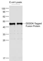 DYKDDDDK Tag Antibody in Western Blot (WB)