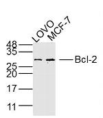 Bcl-2 Antibody in Western Blot (WB)