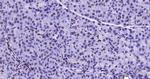 Lamin A/C Antibody in Immunohistochemistry (Paraffin) (IHC (P))