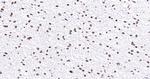 Lamin A/C Antibody in Immunohistochemistry (Paraffin) (IHC (P))